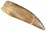 Fossil Plesiosaur (Zarafasaura) Tooth - Morocco #287171-1